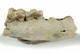 Fossil Early Ungulate (Xiphodon?) Jaw - Quercy, France #218457-1